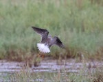 Lesser yellowlegs. Juvenile in flight (dorsal. San Dieguito River, San Diego County, California USA, September 2023. Image © Gail DeLalla by Gail DeLalla.