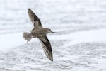 Terek sandpiper. In flight dorsal aspect. Awarua Bay, August 2023. Image © Glenda Rees by Glenda Rees.