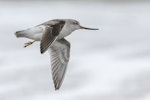 Terek sandpiper. In flight side profile. Awarua Bay, August 2023. Image © Glenda Rees by Glenda Rees.