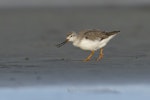 Terek sandpiper. Eating crab. Awarua Bay, July 2023. Image © Glenda Rees by Glenda Rees.