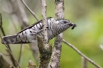 Shining cuckoo | Pīpīwharauroa. Adult with red admiral caterpillar. Monro Beach, South Westland, November 2022. Image © Gerry McSweeney by Gerry McSweeney.