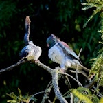 Kererū | New Zealand pigeon. Courtship display - female on left. Glenleith, Dunedin, May 2024. Image © Trevor Douglas by Trevor Douglas.