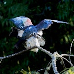 Kererū | New Zealand pigeon. Pair mating. Glenleith, Dunedin, May 2024. Image © Trevor Douglas by Trevor Douglas.