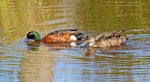 Chestnut teal. Pair feeding (male on left). Wyong New South Wales Australia, October 2023. Image © Rebecca Bowater by Rebecca Bowater.