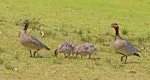 Australian wood duck. A family with three ducklings: female in front and male at the back. Wyong New South Wales Australia, October 2023. Image © Rebecca Bowater by Rebecca Bowater.