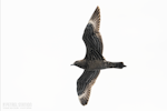 Arctic skua. Immature dark morph, ventral. The Petrel Station pelagic offshore from Tutukaka, December 2023. Image © Scott Brooks, www.thepetrelstation.nz by Scott Brooks.