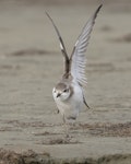 Greater sand plover. Non breeding plumage. Wing stretch. Awarua Bay, July 2023. Image © Glenda Rees by Glenda Rees.