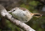 Chatham Island warbler. Adult male. Pitt Island, December 2020. Image © Les Feasey by Les Feasey.