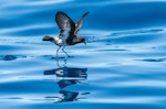 New Zealand storm petrel | Takahikare-raro. Adult skipping across ocean surface. East of Poor Knights Islands, November 2023. Image © Scott Brooks by Scott Brooks.