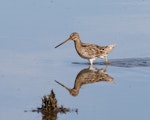 Japanese snipe. Adult. Wyong New South Wales Australia, October 2023. Image © Rebecc Bowater by Rebecca Bowater.