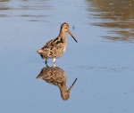 Japanese snipe. Adult. Wyong New South Wales Australia, October 2023. Image © Rebecc Bowater by Rebecca Bowater.