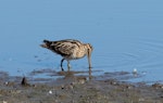 Japanese snipe. Adult feeding. Wyong New South Wales Australia, October 2023. Image © Rebecc Bowater by Rebecca Bowater.