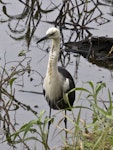 Pacific heron. Adult. Hasties Swamp Atherton Tablelands Queensland Australia, August 2015. Image © Rebecca Bowater by Rebecca Bowater.