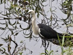 Pacific heron. Adult. Hasties Swamp Atherton Tablelands Queensland Australia, August 2015. Image © Rebecca Bowater by Rebecca Bowater.