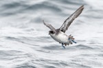 Common diving petrel | Kuaka. Adult in flight, ventral. The Petrel Station pelagic offshore from Tutukaka, September 2023. Image © Scott Brooks, www.thepetrelstation.nz by Scott Brooks.