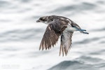 Common diving petrel | Kuaka. Adult in flight, dorsal. The Petrel Station pelagic offshore from Tutukaka, September 2023. Image © Scott Brooks, www.thepetrelstation.nz by Scott Brooks.