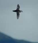 Subantarctic little shearwater. Adult in flight. Off Star Keys, Chatham Islands, March 2024. Image © David Riddell by David Riddell.