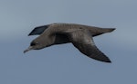 Sooty shearwater | Tītī. Adult in flight. At sea off Eaglehawk Neck, Tasmania, Australia, January 2024. Image © Philip Griffin by Philip Griffin.