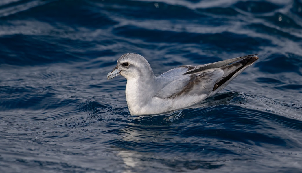 Fulmar prion. Adult on water. Bounty Islands, December 2023. Image © Mark Lethlean by Mark Lethlean.