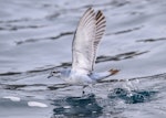 Fulmar prion. Adult taking flight from water. Bounty Islands, December 2023. Image © Mark Lethlean by Mark Lethlean.