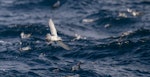 Fulmar prion. Flock on water. Bounty Islands, December 2023. Image © Mark Lethlean by Mark Lethlean.