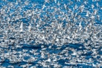 Fairy prion | Tītī wainui. Dense feeding flock. Near Poor Knights Islands, November 2023. Image © Scott Brooks by Scott Brooks.