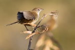 Fernbird | Mātātā. Adult South Island fernbird displaying. Flagstaff, Otago, May 2024. Image © Paul Sorrell by Paul Sorrell.