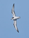 Cook's petrel | Tītī. Adult southern Cook's petrel in flight, ventral. Off Whenua Hou / Codfish Island, December 2022. Image © Hadoram Shirihai by Hadoram Shirihai.