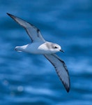 Cook's petrel | Tītī. Adult southern Cook's petrel in flight, ventral. Off Whenua Hou / Codfish Island, December 2022. Image © Hadoram Shirihai by Hadoram Shirihai.