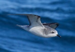 Cook's petrel | Tītī. Adult southern Cook's petrel in flight. Off Whenua Hou / Codfish Island, December 2022. Image © Hadoram Shirihai by Hadoram Shirihai.