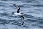 Chatham petrel | Ranguru. Adult in flight, ventral. Off Pitt Island, Chatham Islands, March 2023. Image © Hadoram Shirihai by Hadoram Shirihai.