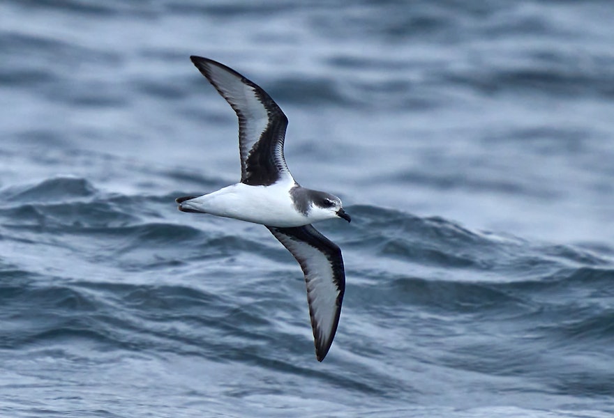 Chatham petrel | Ranguru. Adult in flight, ventral. Off Pitt Island, Chatham Islands, March 2023. Image © Hadoram Shirihai by Hadoram Shirihai.