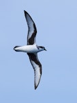 Chatham petrel | Ranguru. Adult in flight, ventral. Off Pitt Island, Chatham Islands, March 2023. Image © Hadoram Shirihai by Hadoram Shirihai.