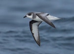 Chatham petrel | Ranguru. Adult in flight. Off Pitt Island, Chatham Islands, March 2023. Image © Hadoram Shirihai by Hadoram Shirihai.