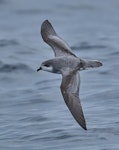 Chatham petrel | Ranguru. Adult in flight, dorsal. Off Pitt Island, Chatham Islands, March 2023. Image © Hadoram Shirihai by Hadoram Shirihai.