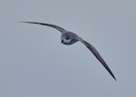 Chatham petrel | Ranguru. Adult in flight. Off Pitt Island, Chatham Islands, March 2023. Image © Hadoram Shirihai by Hadoram Shirihai.