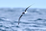 Chatham petrel | Ranguru. Adult in flight. March 2023. Image © Hadoram Shirihai by Hadoram Shirihai.