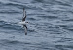 Chatham petrel | Ranguru. Adult in flight, ventral. Off Pitt Island, Chatham Islands, March 2023. Image © Hadoram Shirihai by Hadoram Shirihai.