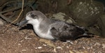 Juan Fernandez petrel. Prospecting adult. Phillip Island, Norfolk Island group, January 2024. Image © Simon Gorta by Simon Gorta.