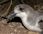 Juan Fernandez petrel. Prospecting adult. Phillip Island, Norfolk Island group, January 2024. Image © Simon Gorta by Simon Gorta.