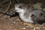 Juan Fernandez petrel. Prospecting adult. Phillip Island, Norfolk Island group, January 2024. Image © Simon Gorta by Simon Gorta.