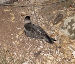 Juan Fernandez petrel. Prospecting adult. Phillip Island, Norfolk Island group, January 2024. Image © Simon Gorta by Simon Gorta.