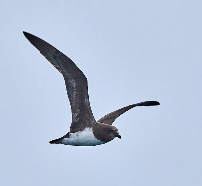 Chatham Island taiko | Tāiko. Adult in flight, ventral. Off Chatham Islands, December 2022. Image © Hadoram Shirihai by Hadoram Shirihai.