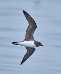 Chatham Island taiko | Tāiko. Adult in flight, ventral. Off Chatham Islands, December 2022. Image © Hadoram Shirihai by Hadoram Shirihai.