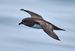 Chatham Island taiko | Tāiko. Adult in flight, dorsal. Off Chatham Islands, December 2022. Image © Hadoram Shirihai by Hadoram Shirihai.