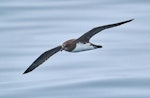 Chatham Island taiko | Tāiko. Adult in flight, ventral. Off Chatham Islands, December 2022. Image © Hadoram Shirihai by Hadoram Shirihai.