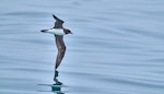 Chatham Island taiko | Tāiko. Adult in flight, ventral. Off Chatham Islands, December 2022. Image © Hadoram Shirihai by Hadoram Shirihai.