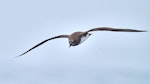 Chatham Island taiko | Tāiko. Adult in flight. Off Chatham Islands, December 2022. Image © Hadoram Shirihai by Hadoram Shirihai.