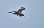 Chatham Island taiko | Tāiko. Adult in flight. Off Chatham Islands, December 2022. Image © Hadoram Shirihai by Hadoram Shirihai.