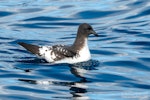 Cape petrel | Karetai hurukoko. Adult (subspecies australe) on sea surface. The Petrel Station pelagic offshore from Tutukaka, August 2023. Image © Scott Brooks, www.thepetrelstation.nz by Scott Brooks.